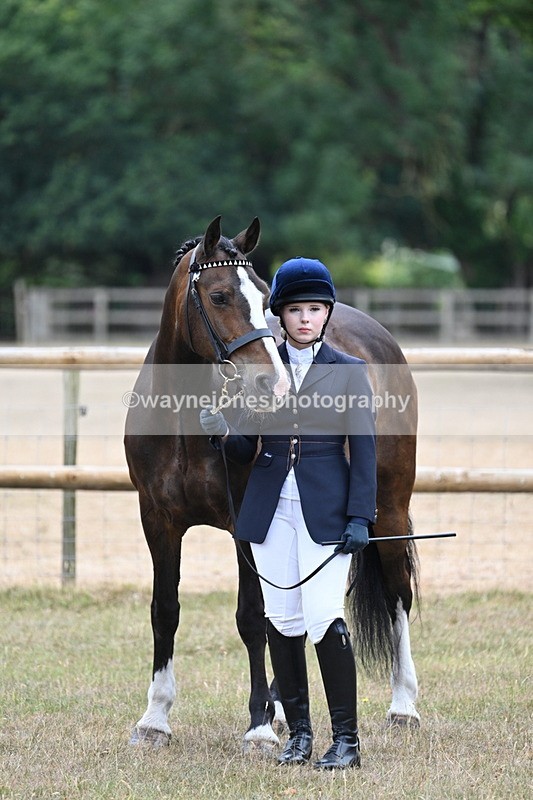 WJ7_9812 - Class 5a Most Handsome Gelding (above 14.2hh)