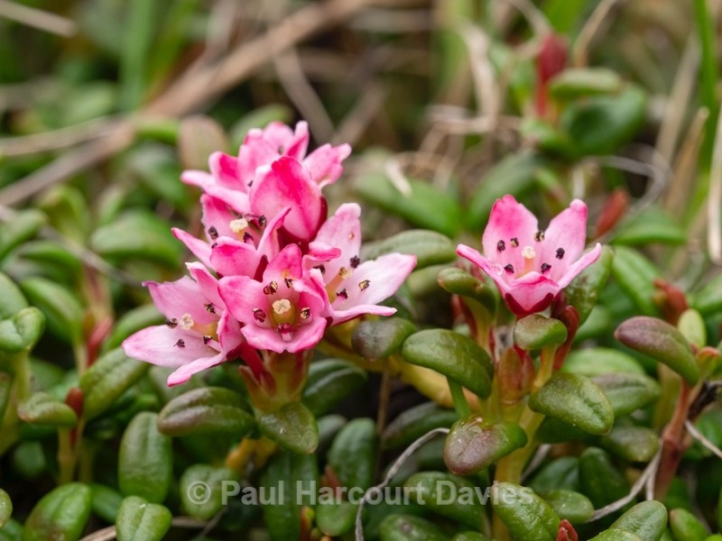 Creeping azalea (Loiseleuria procumbens) - Wild Flowers