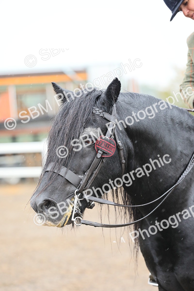 SBM_20631 - Class 804 - Ridden Veteran Pony