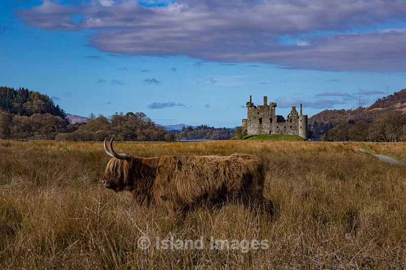 Katy cow showing off Kilchurn Castle - Highland Cows