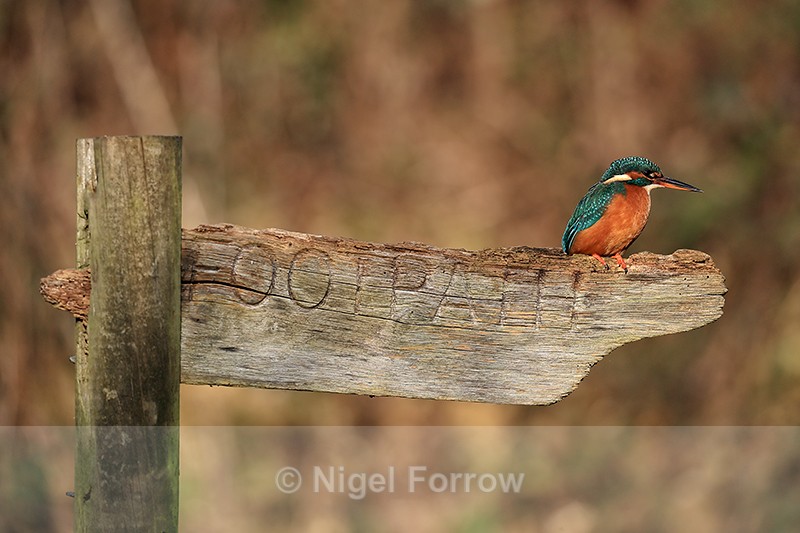 Common Kingfisher perched on signpost, Otterbourne, Hampshire - Kingfisher