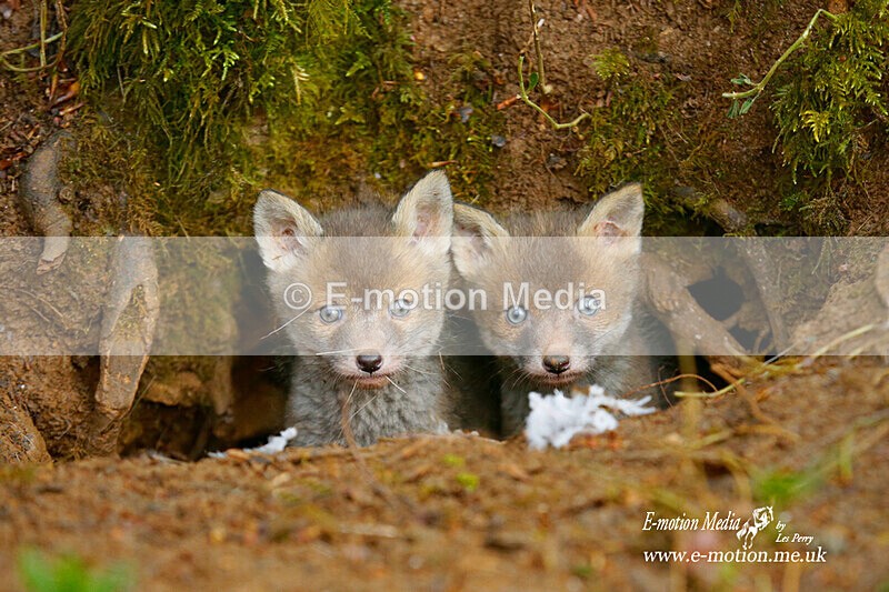 BE 010521 28a - Nature