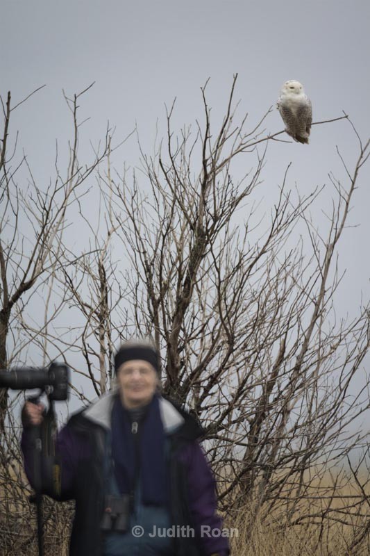  - Snowy Owls