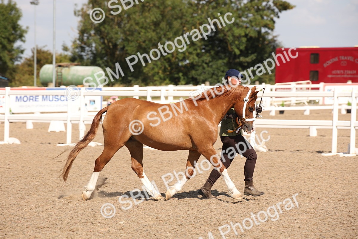 SBM_02830 - Class 16 IH M&M Wildcard