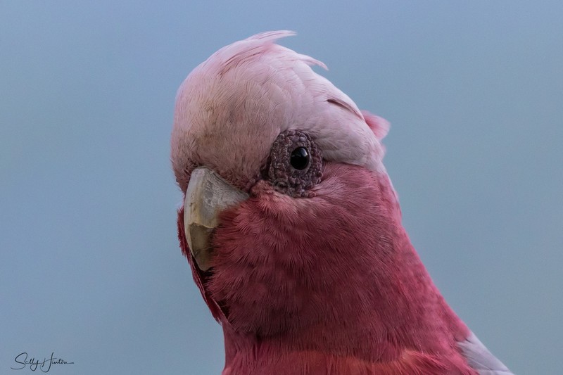 Galah 3