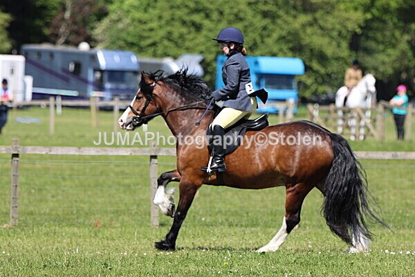 IMG_4061 - Working Hunter