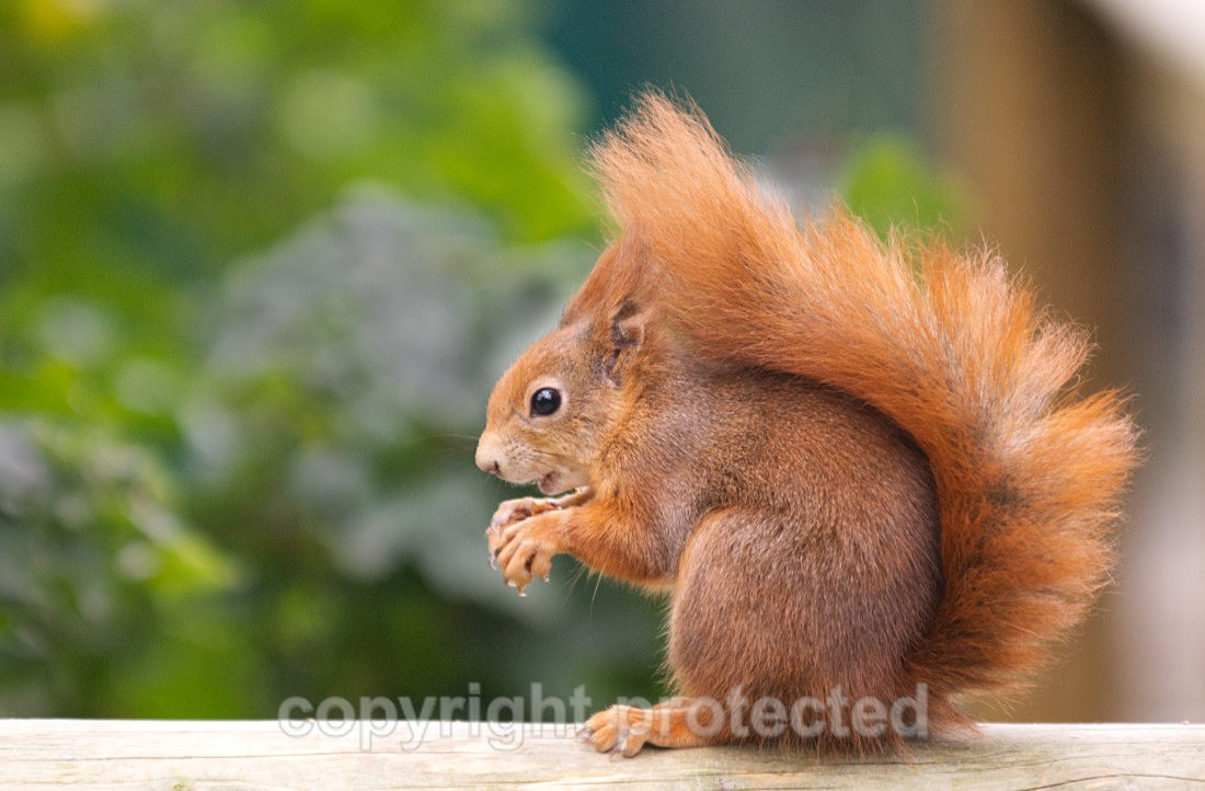 Red Squirrel - British Wildlife Centre - Wildlife Centres