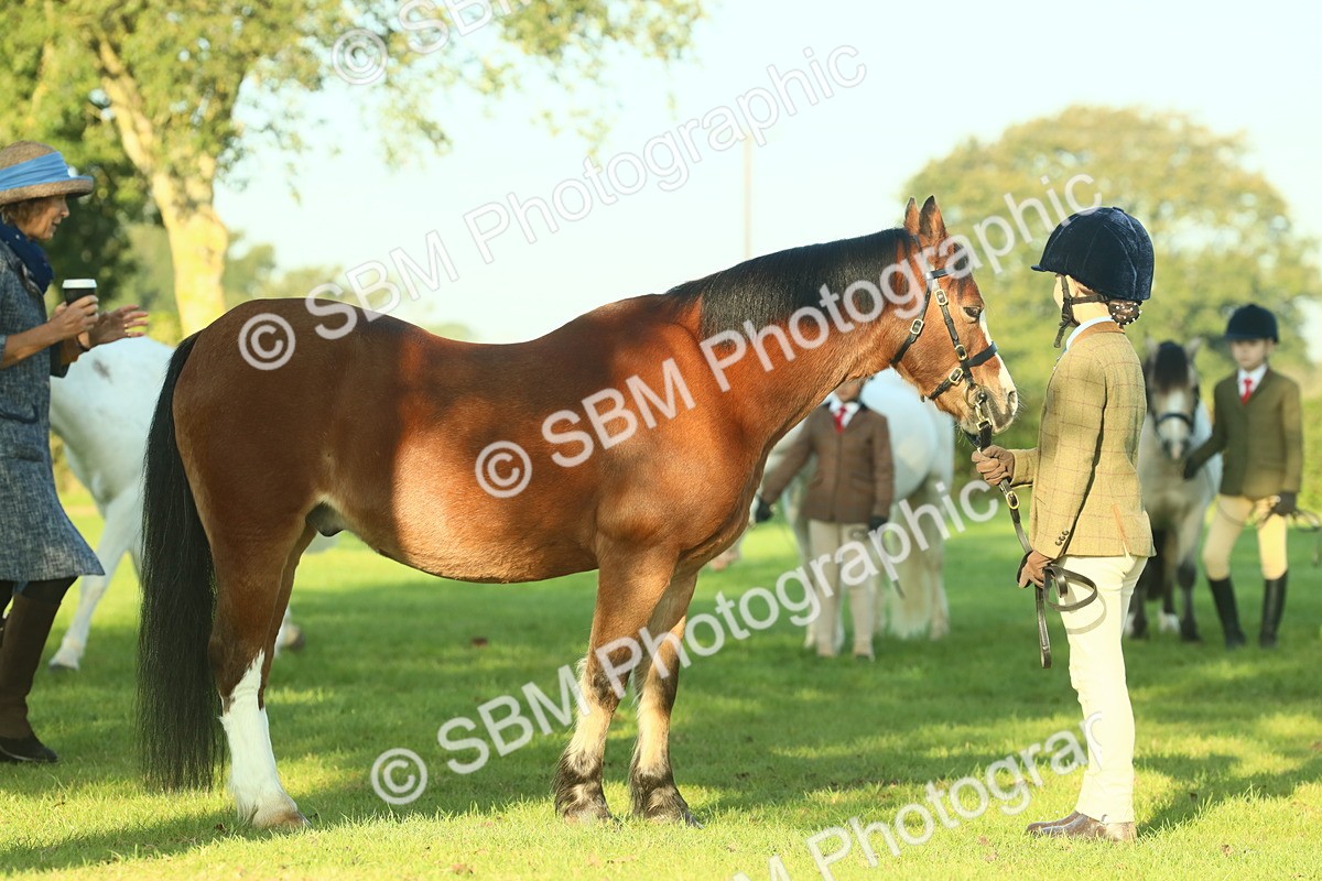SBM_57443 - S37 - Starters In Hand Showing