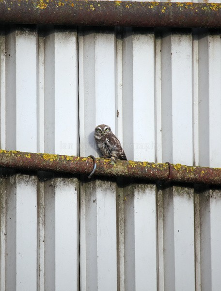 Little Owl in Somerset Farm yard - Birds, swans and gulls