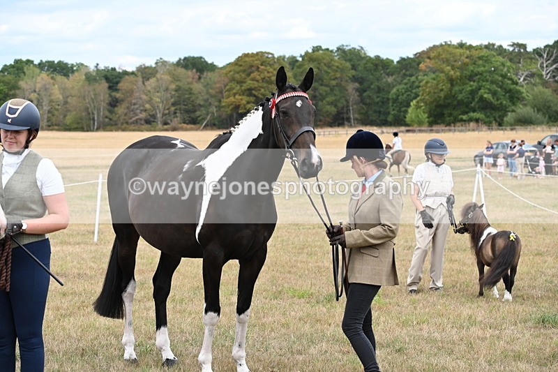 WJ6_5452 - Class 18 In-hand Coloured