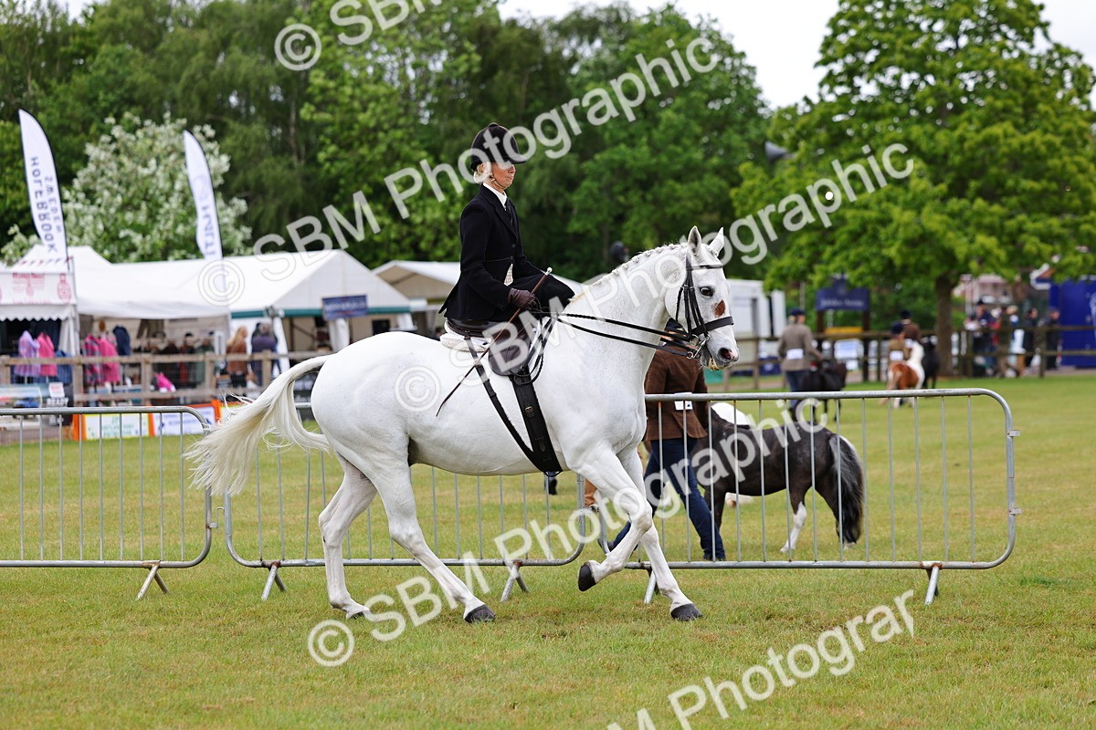 SBM_02726 - Class 9-11 Side Saddle including LIHS Rising Star Ladies Show Horse