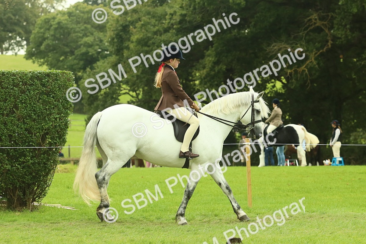 SBM_71827 - S60 - Mountain & Moorland Ridden Large Breeds