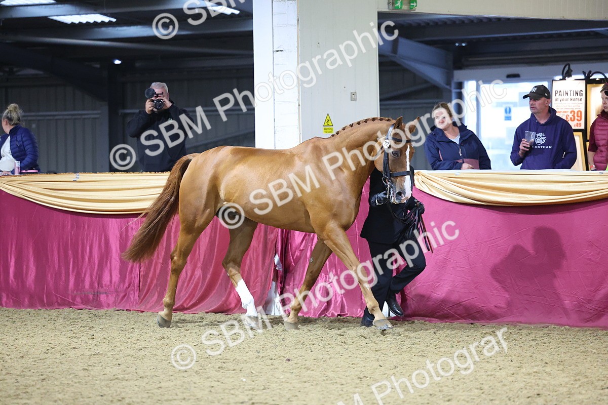SBM_19151 - Class I Competition/ Riding Club Champ