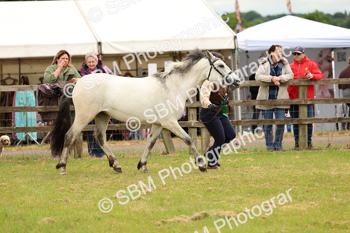 SBM_04154 - Class 64-67 - Shetland Pony In Hand
