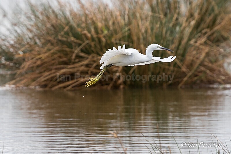 A Graceful Little Egret! - Nature