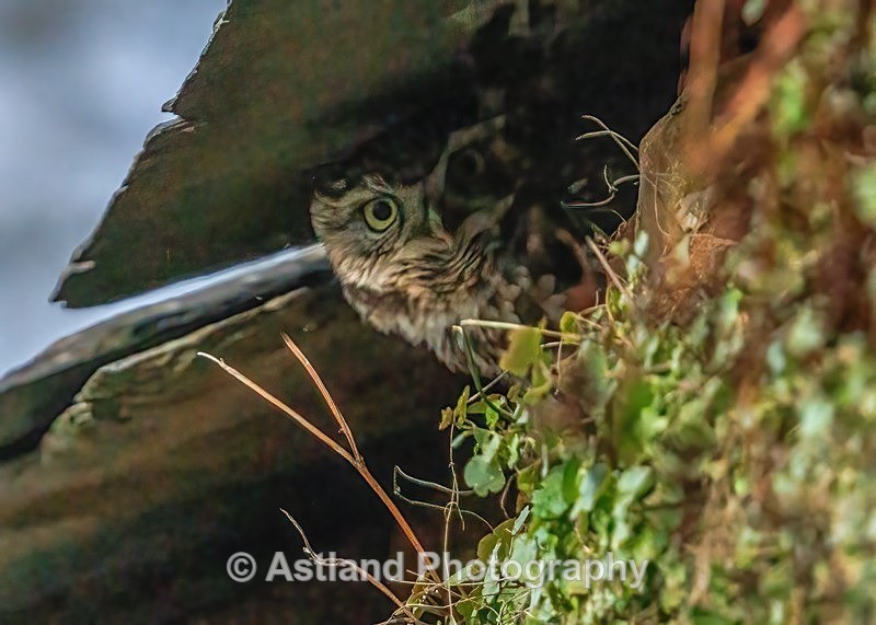Little Owl - Latest Images