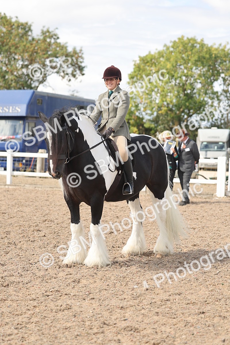 SBM_14801 - Class 308 - Ridden Coloured Horse