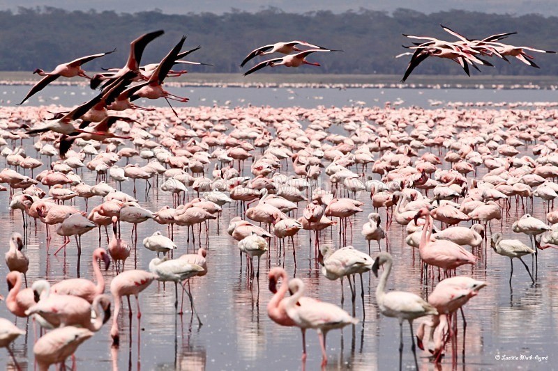 IMG_0566 Nakuru - Birds