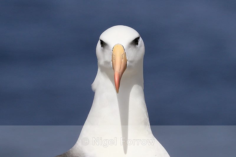 Black-browed Albatross front portrait, West Point Island - Black-browed Albatross
