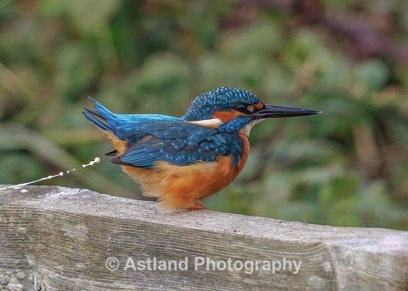 Kingfisher - Latest Images