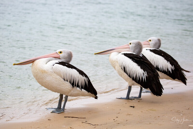 Three Pelicans