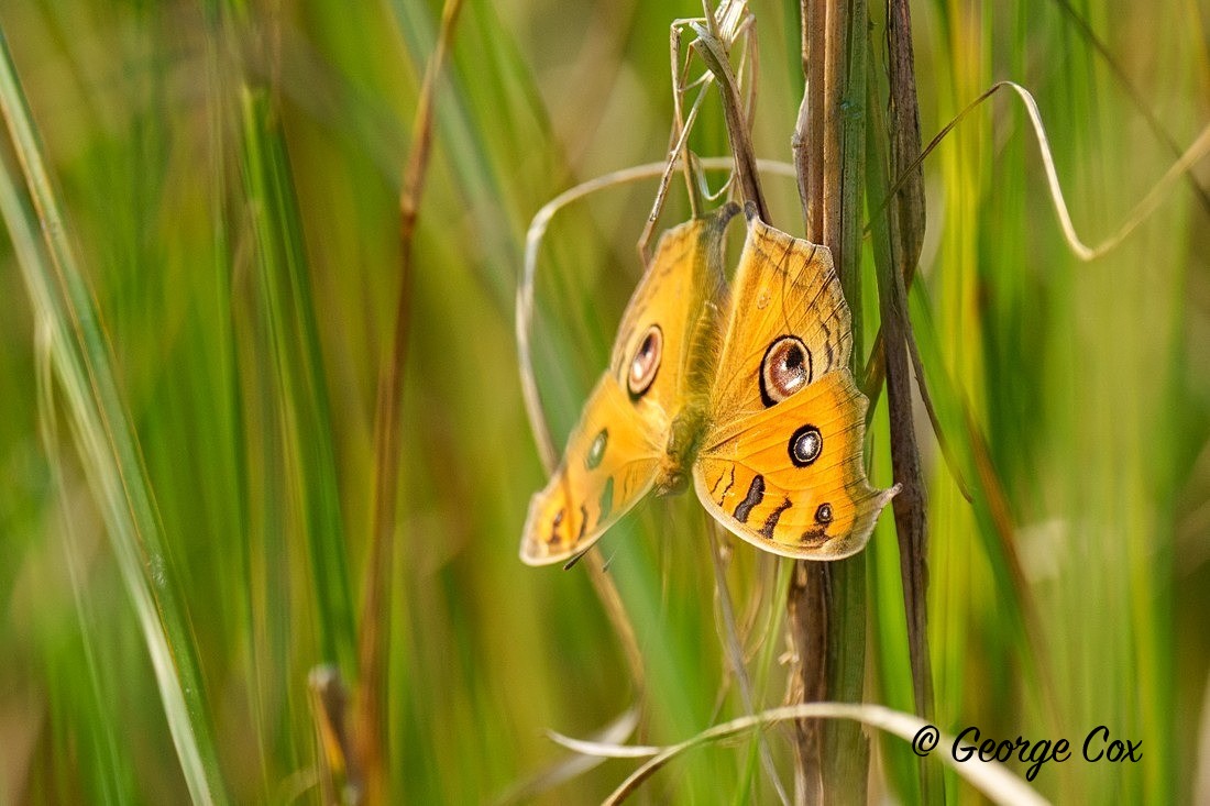 peacock-pansy-butterfly