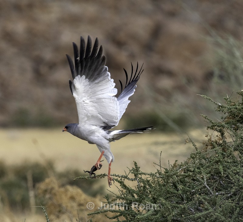 Pale Chanting Goshawk with Agama - Namibia 2022