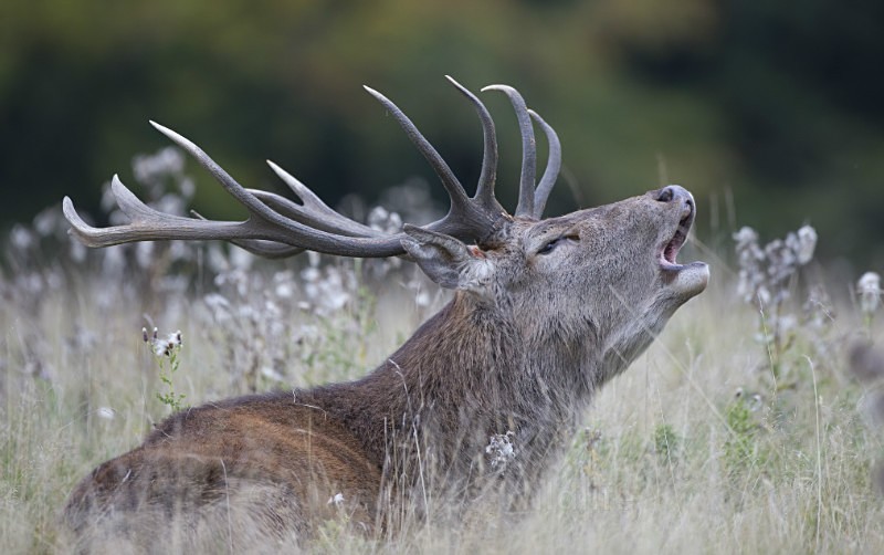 _H5X8702 - New Deer Rut  2015