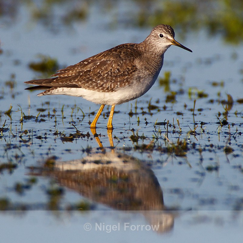Lesser Yellowlegs (juvenile) reflection - Lesser Yellowlegs