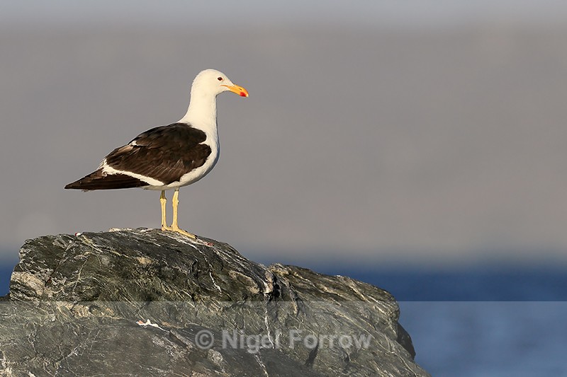 Kelp Gull (adult) late afternoon, Chanaral Island, Chile - Kelp Gull
