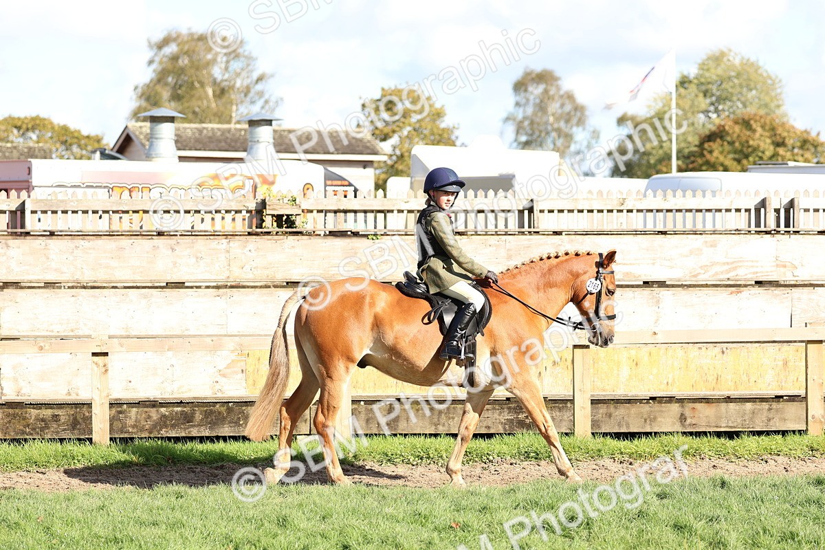 SBM_52337 - S13 - Pony Club Pony
