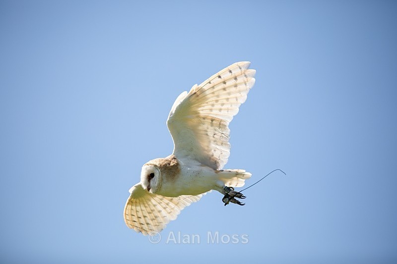Barn Owl 2 - Wildlife
