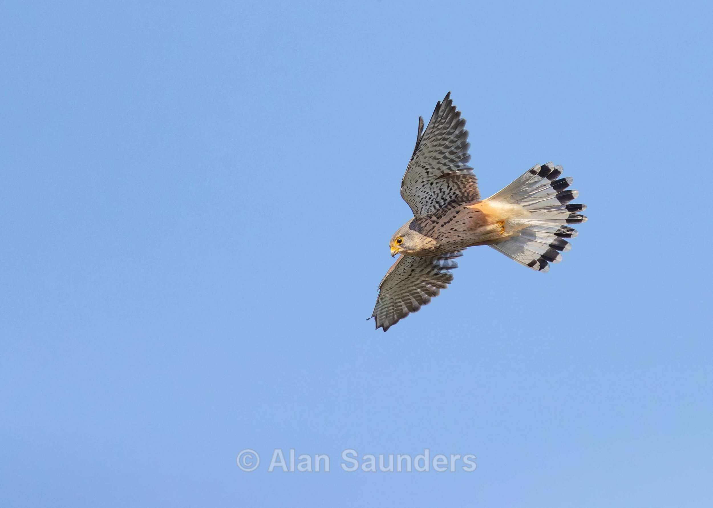Kestrel 5