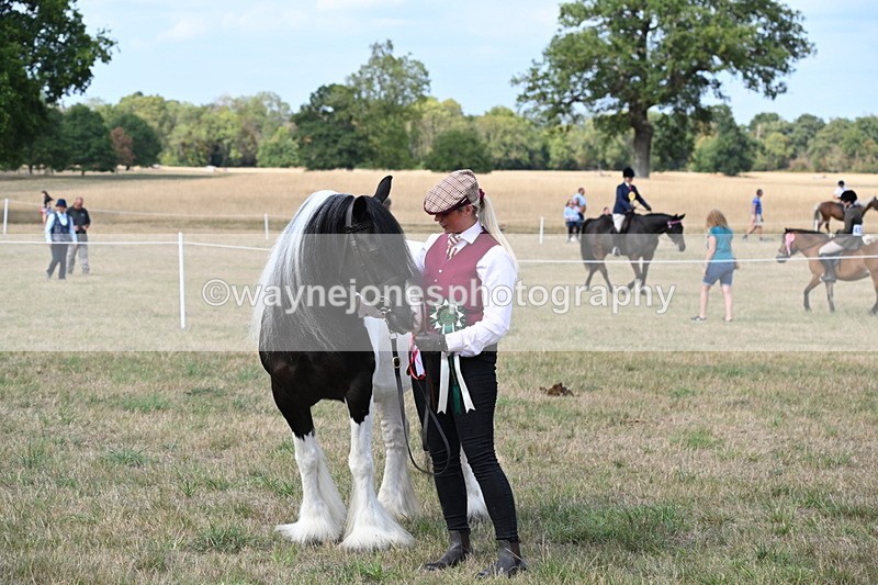 WJ6_6748 - Class 20 In-hand Cob