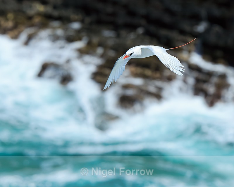 Red-tailed Tropicbird over crashing waves, Kilauea Point, Kauai - Red-tailed Tropicbird