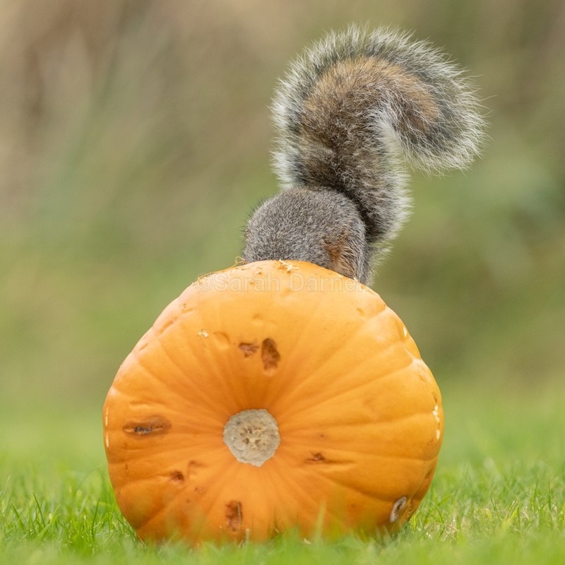 Pumpkin Squirrel SD2532 - Greeting Cards