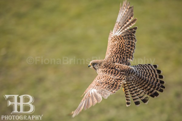 wow march 3-18 - Birds of Prey
