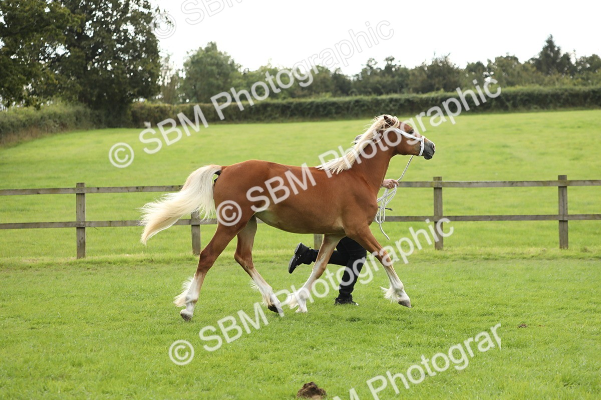 SBM_65347 - S47 - Mountain & Moorland In Hand Large Breeds