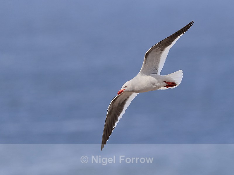 Dolphin Gull flying, Cape Bougainville, Falklands - Dolphin Gull