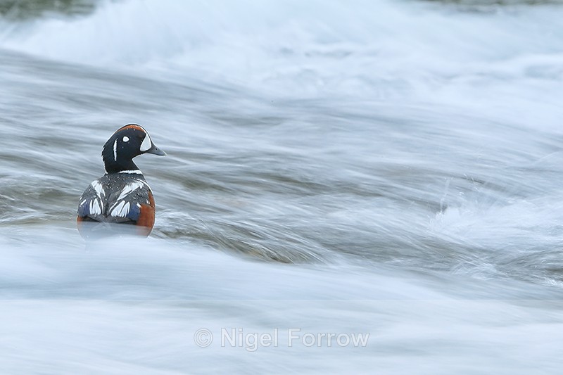 Harlequin Duck (male), River Laxa, Iceland - Harlequin Duck