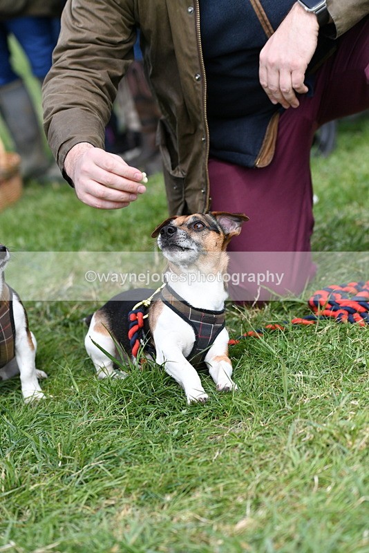 WJ5_0524 - Class 7 Best Terrier