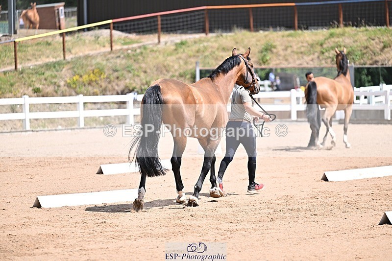 250716-124955-00189 - Trot Up 12.30 to 1.30
