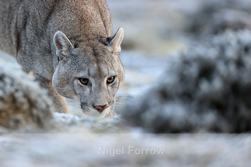 Puma Brissa head to ground, Torres del Paine, Chile - Puma