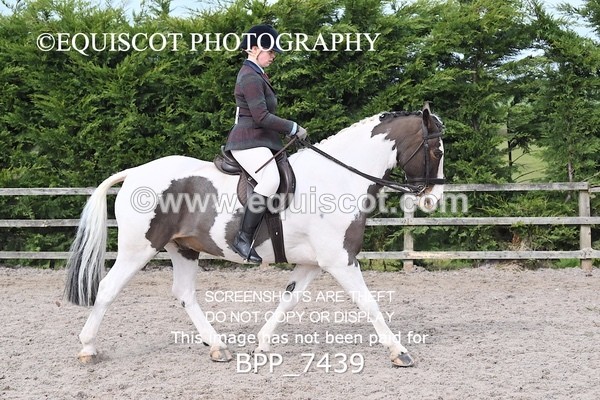 BPP_7439 - RING 1  (RIDDEN HORSES / IN HAND / VETERAN ETC)