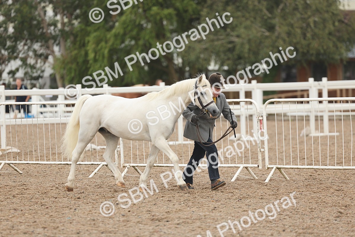 SBM_08489 - Class 29 - IH Veteran Pony