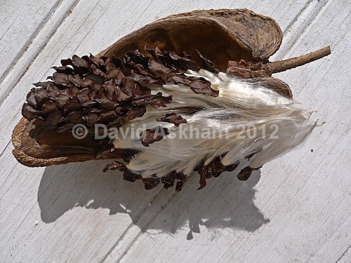 Seed pod - Gardens & plants