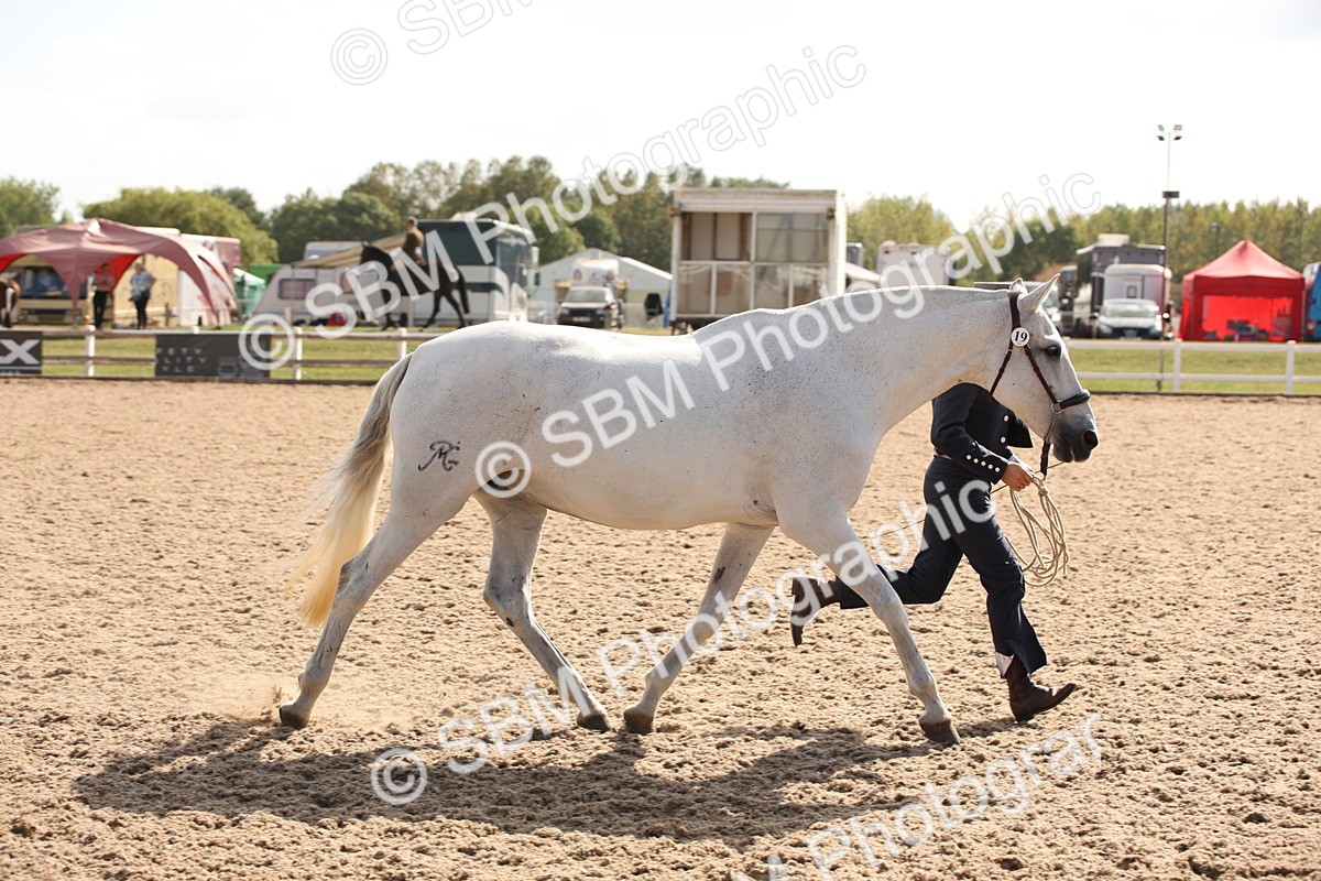 SBM_07086 - Class 25 IH Foreign Breeds- Pure bred