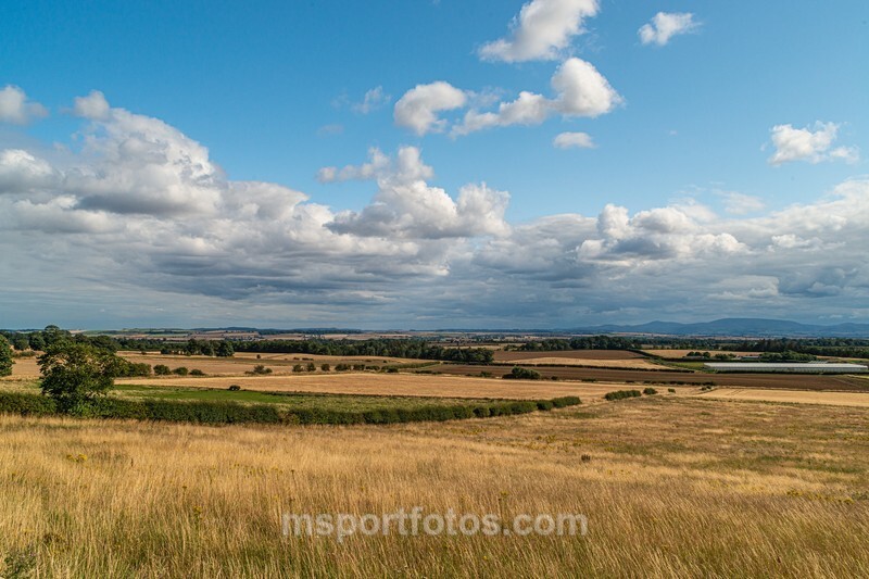 Scottish Borders view with fields of yellow cereals - Travel, city/land scapes
