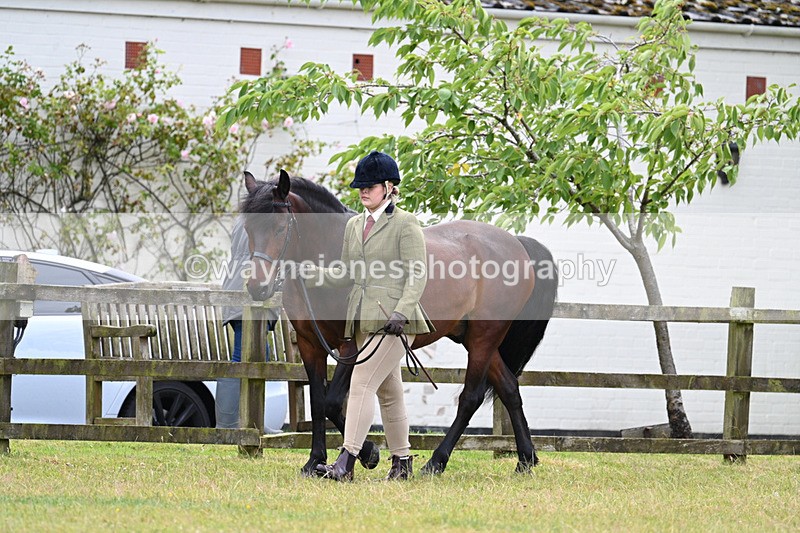 WJ7_6537 - Class 5 Handsome Gelding in hand