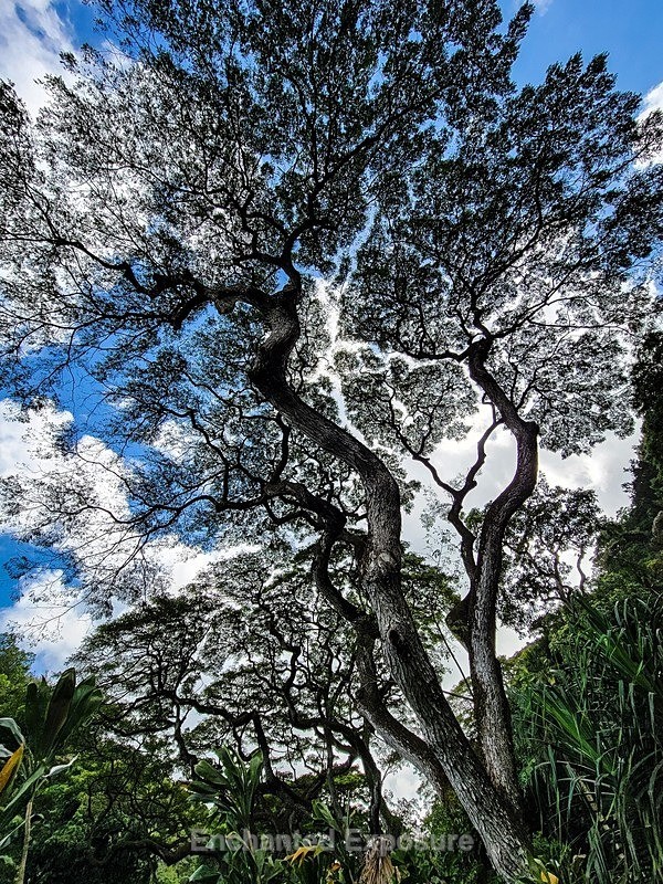 PSX_20230225_150615 - Flowers and Trees